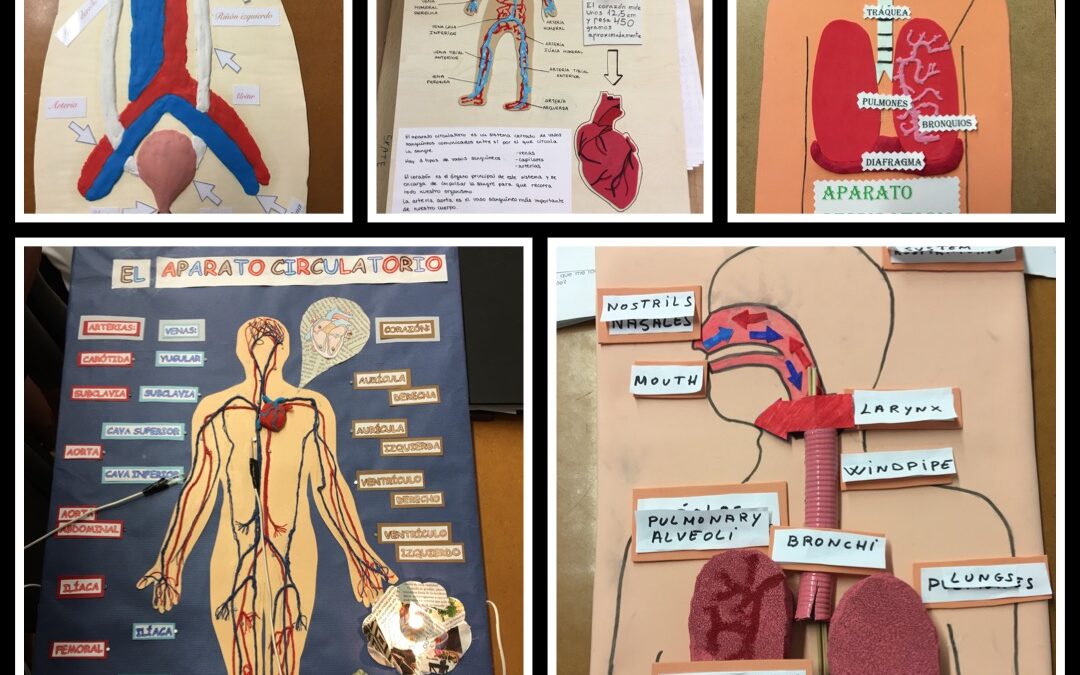 ESTUDIANDO EL CUERPO HUMANO